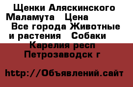 Щенки Аляскинского Маламута › Цена ­ 10 000 - Все города Животные и растения » Собаки   . Карелия респ.,Петрозаводск г.